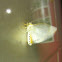 Yellow(?) Ermine moth