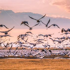 Cranes by Tamir Vaknin - Animals Birds