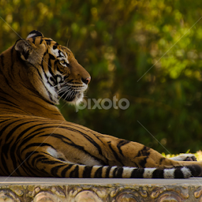 Get my good side by Jose Gort - Animals Lions, Tigers & Big Cats