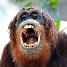 Orangutan by Milton Moreno - Animals Other Mammals