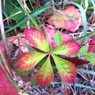 Virginia creeper - in beautiful fall color change phase