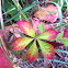 Virginia creeper - in beautiful fall color change phase