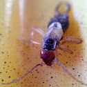 Earwig, Pincher Bug