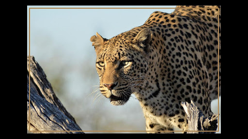 Kruger Park Wildlife Book 2.0