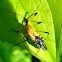 Yellow Assassin Bug
