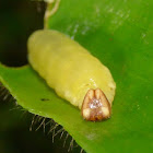 Caterpillar