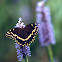 Palamedes Swallowtail