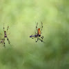 Golden-Silk Spider