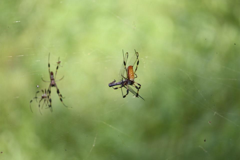 Golden-Silk Spider
