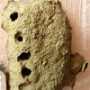 Wasp Mud Nest