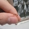 spider ant