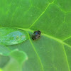 Furry Ladybird Beetle