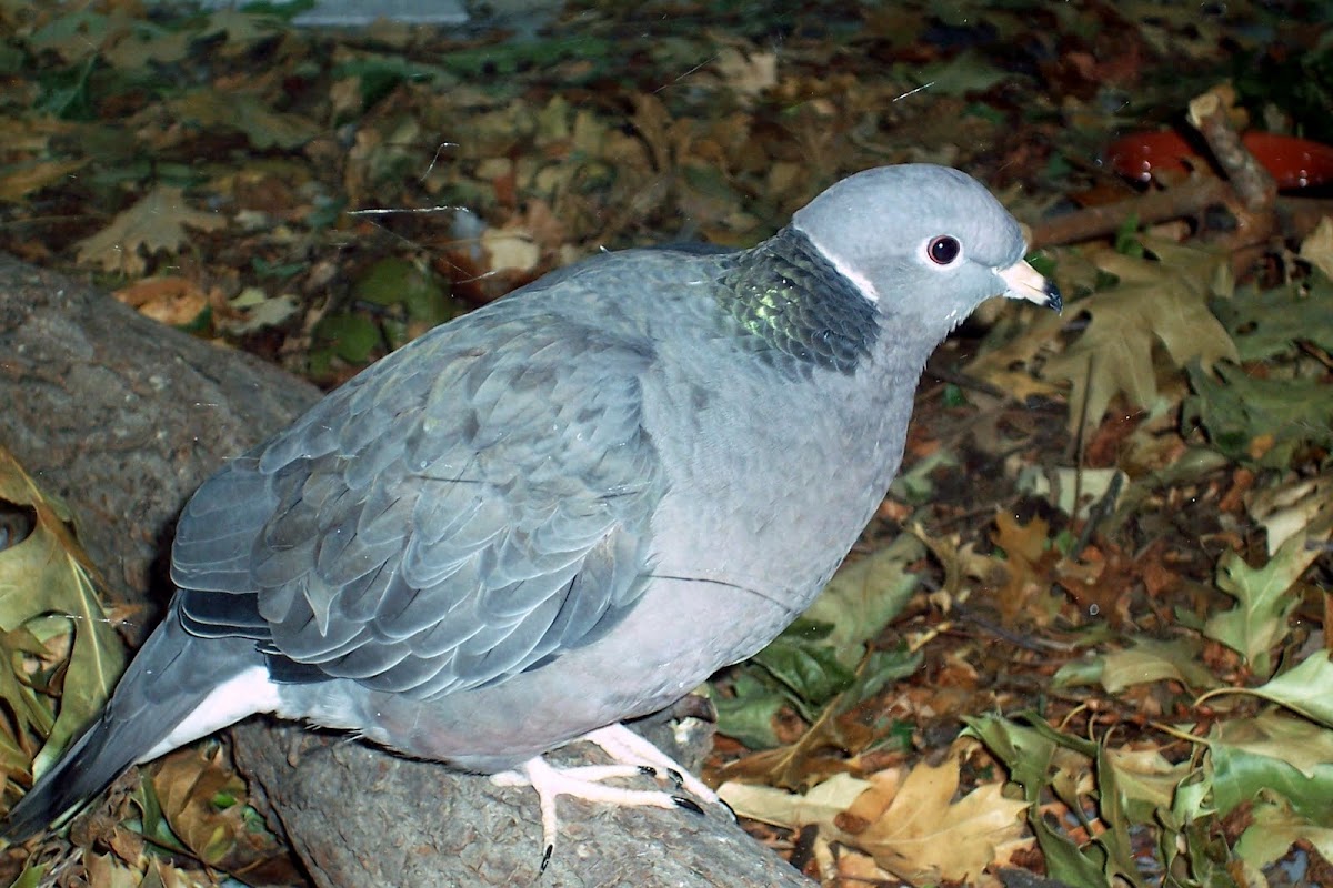 Banded Pigeon