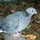 Banded Pigeon