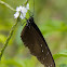 Striped Blue Crow Butterfly