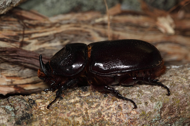 Asiatic Rhinoceros Beetle