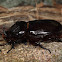 Asiatic Rhinoceros Beetle