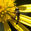 Thick-legged Hover Fly