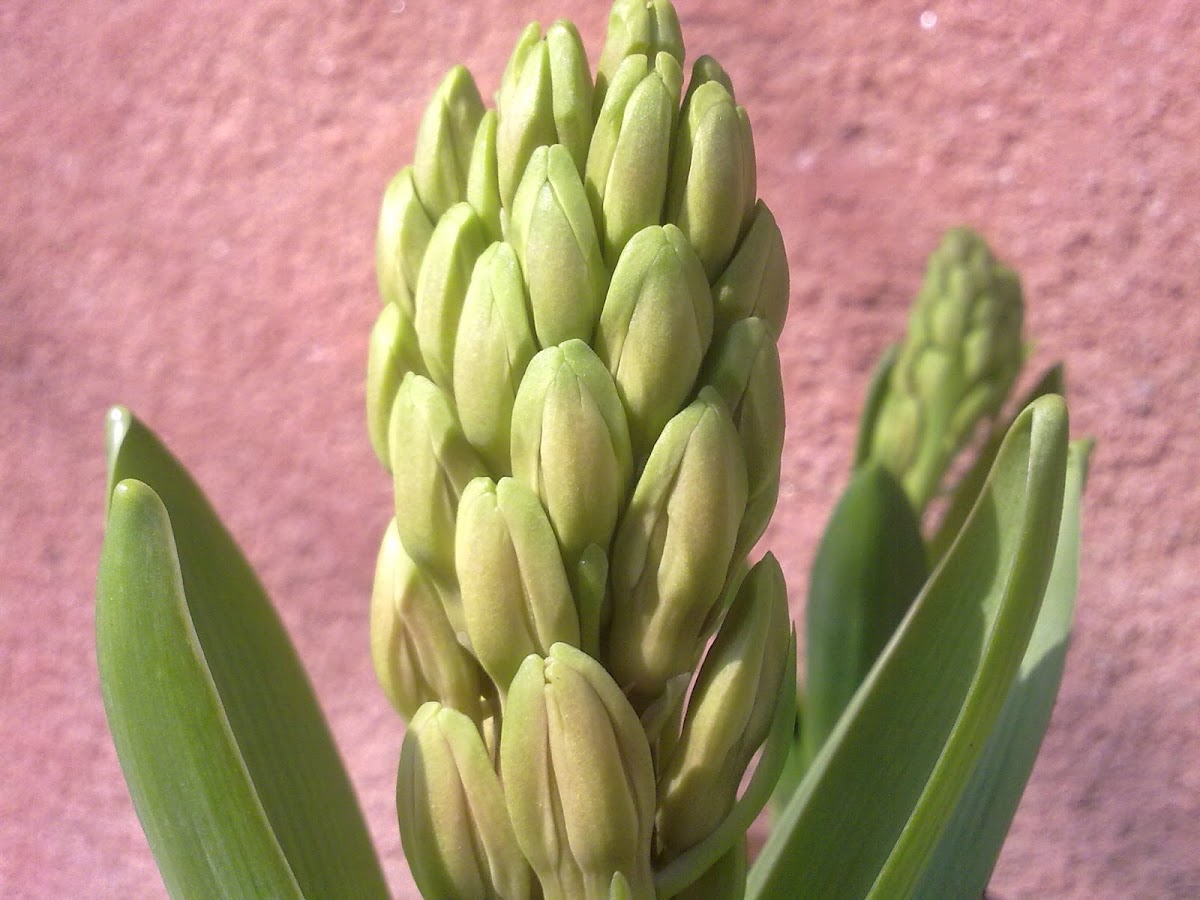 Hyacinth (plant)