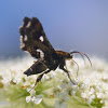Spotted Thyris Moth