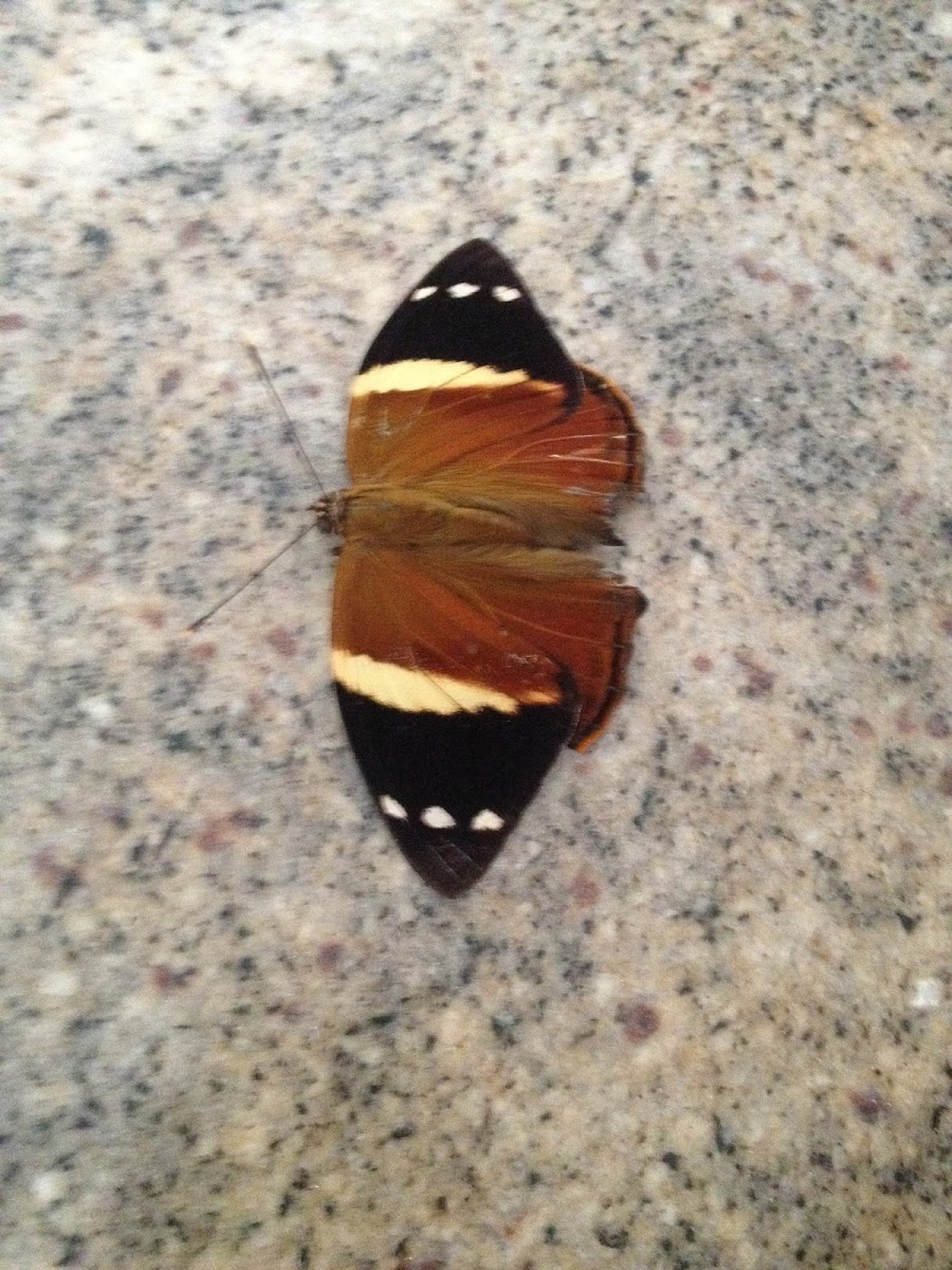 Mariposa Nymphalidae