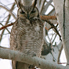 Great Horned Owl