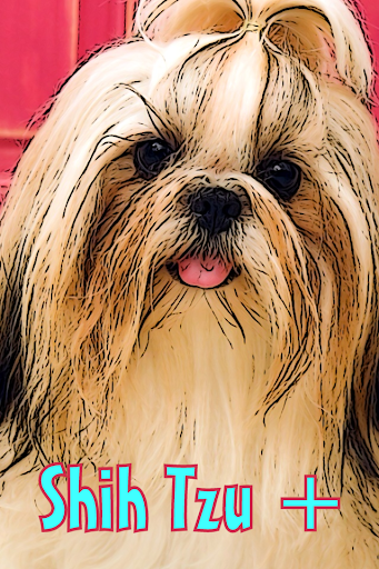 Shih Tzu +