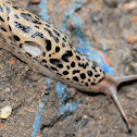 Leopard Slug