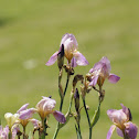 Lavender/Pink Iris