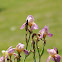 Lavender/Pink Iris
