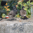 Red vented Bulbul