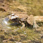 Northern Cricket Frog