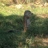 Striped Ground Squirrel