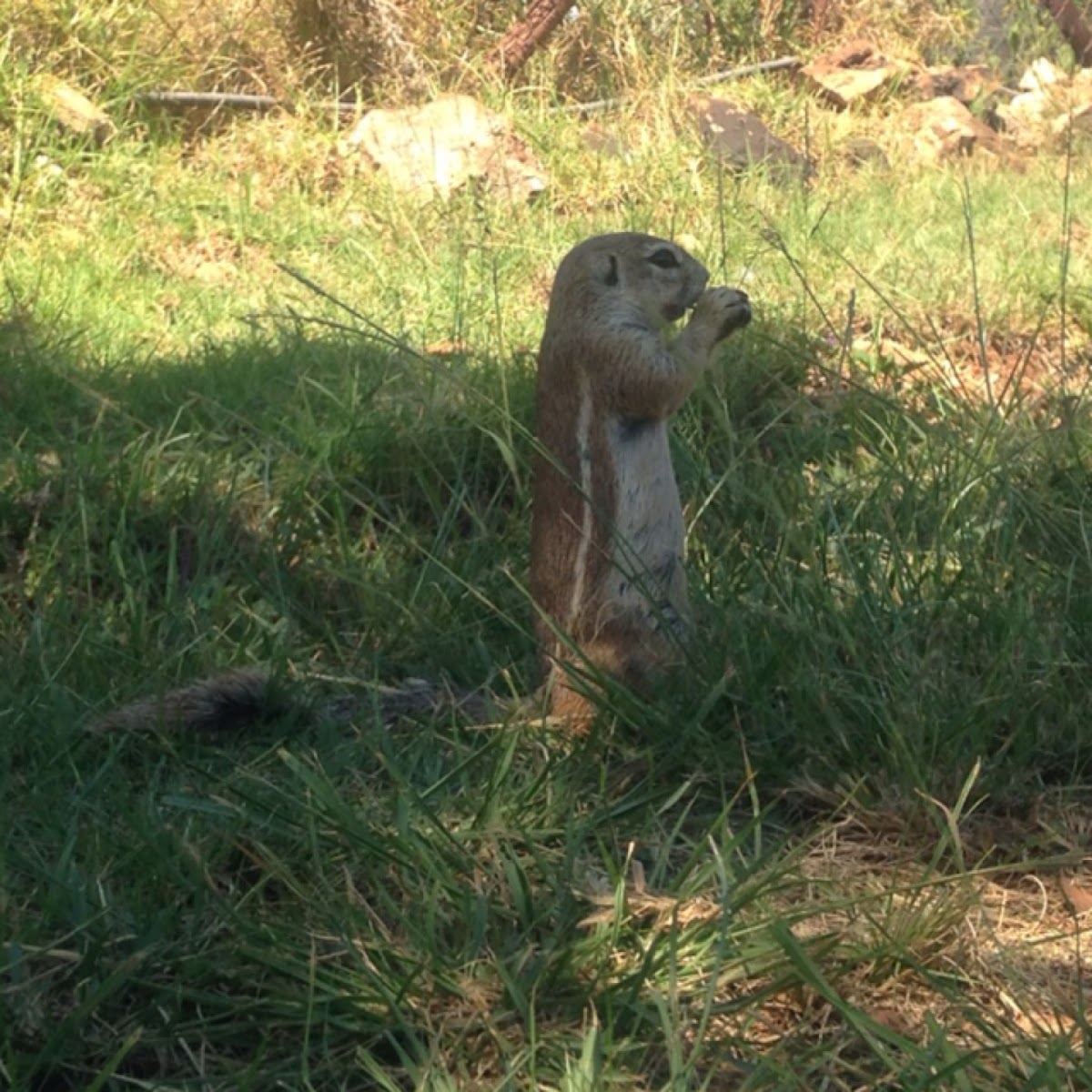 Striped Ground Squirrel Project Noah