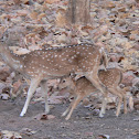 Chital or Spotted deer