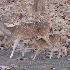 Chital or Spotted deer