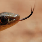 Short-snouted Whip Snake