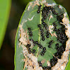 Black Weaver Ant