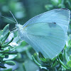 Small White or Cabbage Butterfly
