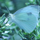 Small White or Cabbage Butterfly