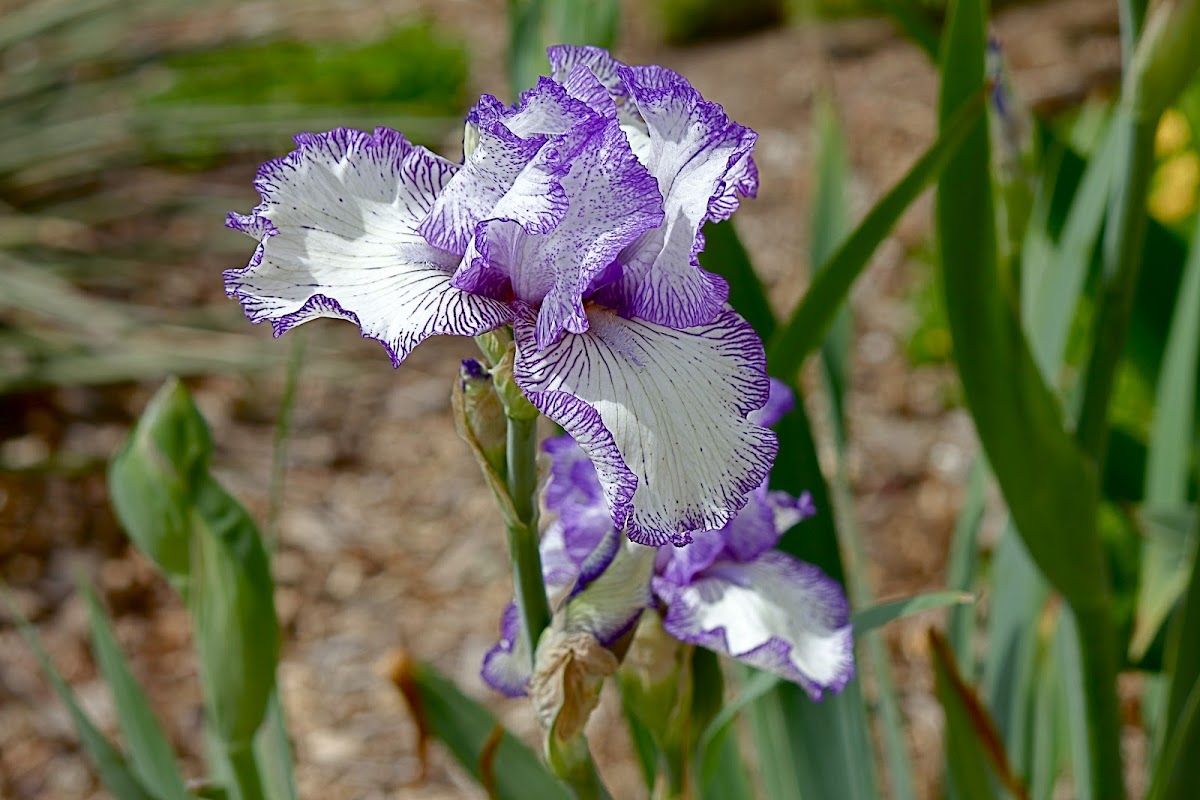 Japanese Iris Picotee