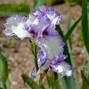 Japanese Iris Picotee