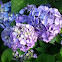 Hydrangea