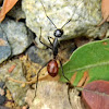 giant forest ant