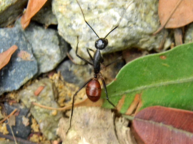 giant forest ant