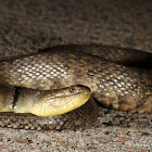 Mississippi Green Water Snake