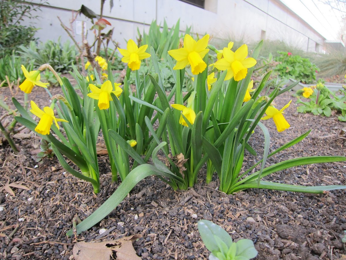 Dwarf Daffodils