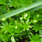 sweet woodruff