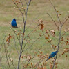 Indigo bunting