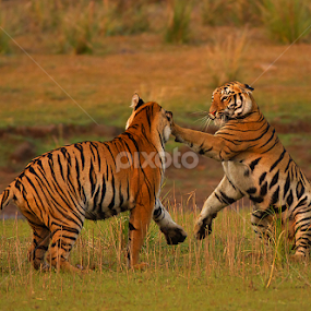 BOXER by Jineesh Mallishery - Animals Lions, Tigers & Big Cats